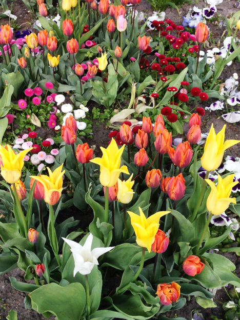 Brandenburger Frühlingsblumen